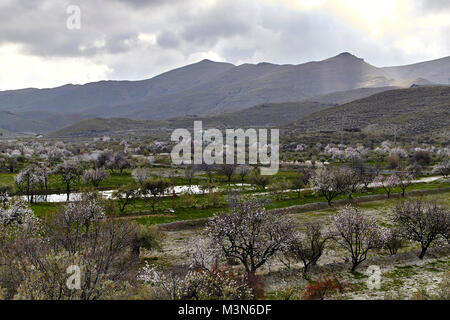 Bereich der Mandelbäume, Las Alpujarras, Andalusien, Spanien Stockfoto