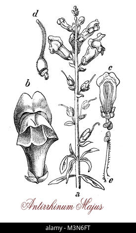 Vintage Gravur von antirrhinum majus oder snapdragon, blühende Pflanze des Mittelmeerraums, mit schönen Spitzen von Pink, Lila, Blumen Stockfoto