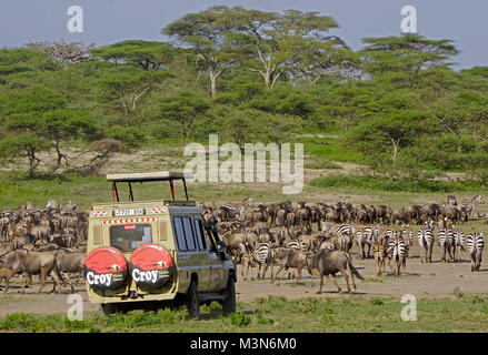 Safari van nähert sich Herden von Gnus und Zebras grasen in Vorbereitung der Start der großen Migration in der Serengeti. Stockfoto