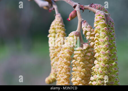 Hasel (Corylus avellana) Blüte Stockfoto