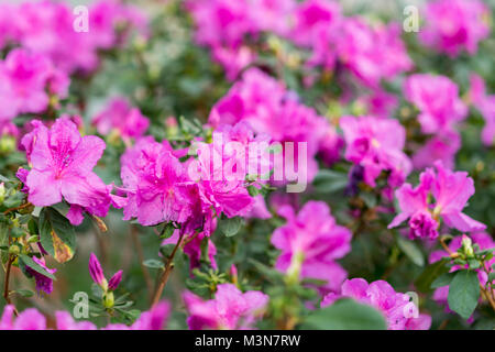 Big Pink Azalee Busch im Garten. Jahreszeit blühende Azaleen. Stockfoto