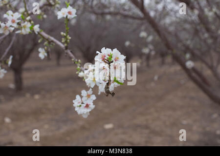 Mandel Blumen blühen im Frühjahr blühen Zweigniederlassungen, die in einem Hintergrund Natürliches Licht Fotografie Stockfoto