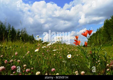 Orange Lilie unter medow - Blumen im Tal Stockfoto