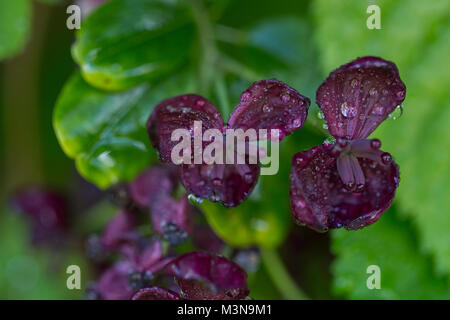 Die Blätter und Blüten der Akebia quinata Pflanze, die auch als Schokolade Rebsorten bekannt Stockfoto