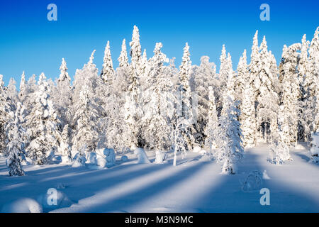 Verschneiten Wälder im Norden Finnlands Stockfoto