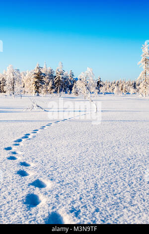 Verschneiten Wälder im Norden Finnlands Stockfoto