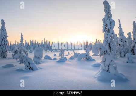 Verschneiten Wälder im Norden Finnlands Stockfoto