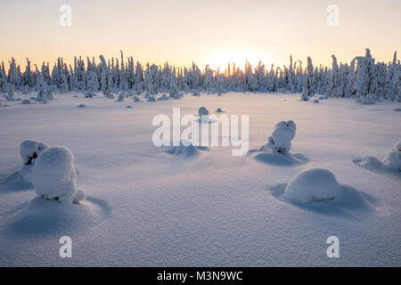 Verschneiten Wälder im Norden Finnlands Stockfoto