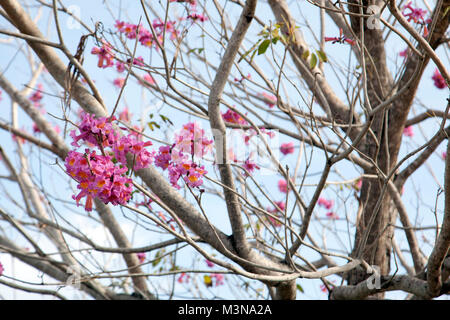 Schöne rosa und rote Blüten blühen auf einen Kirschbaum mit Niederlassungen in der Sonne Stockfoto