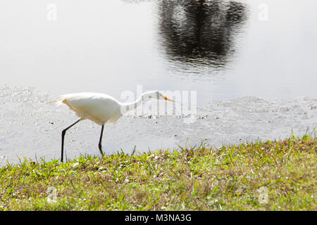 Eine schöne, weiße Reiher Jagden an einem See Stockfoto