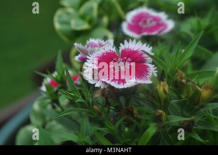 Rosa und weissen Dianthus Blumen in voller Blüte Stockfoto