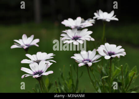 Weiß und Lila African Daisy Blumen in voller Blüte Osteospermum Stockfoto