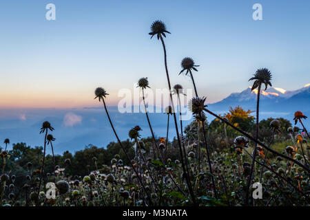 Sonnenaufgang am Poon Hill im Himalaya mit Blick auf Annapurna. Blumen und Berge. Nepal. Stockfoto