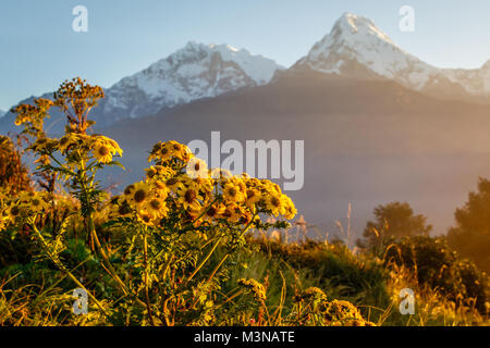 Sonnenaufgang am Poon Hill im Himalaya mit Blick auf Annapurna. Extensa Blumen und Bergen im Hintergrund. Nepal. Stockfoto