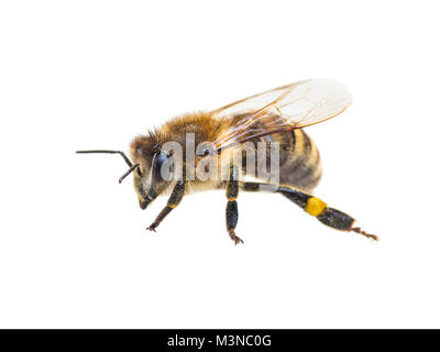 Honigbiene Insekt isoliert auf weißem Stockfoto