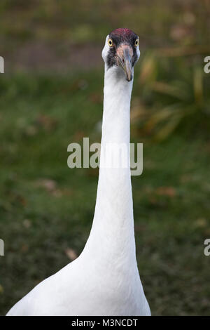 Schreikran-Portrait (Grus americana) in der Ausstellung der Canadian Wilds im Calgary Zoo, Teil ihres Zuchtprogramms für gefährdete Arten in Kanada Stockfoto