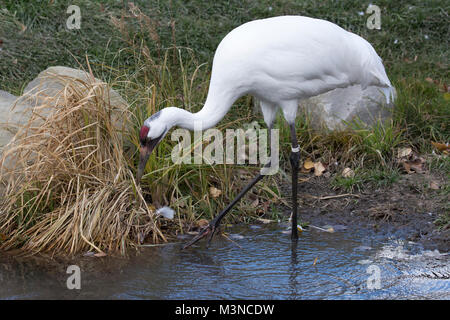 Whooping Kran (Grus americana) waten entlang der Küste in der Canadian Wilds Ausstellung im Calgary Zoo Stockfoto