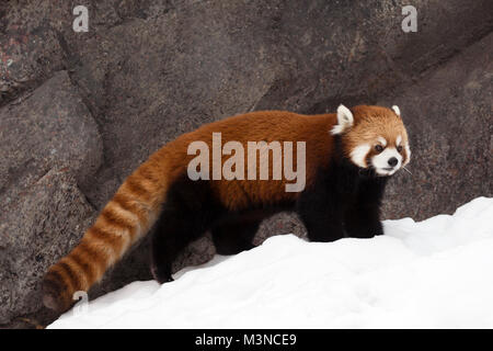 Kleiner Panda (Ailurus fulgens) im Schnee. Stockfoto