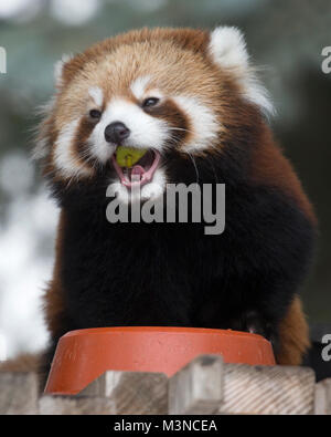 Kleiner Panda (Ailurus fulgens) essen Stück Apfel Stockfoto