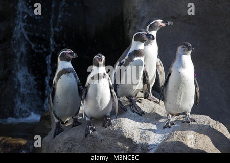 Humboldt-Pinguine sonnen sich auf einem Felsen in einem Zoolebensraum (Spheniscus humboldti) Stockfoto
