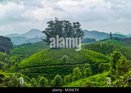 Schöne frische grüner-Tee-Plantage in Munnar, Kerala, Indien Stockfoto