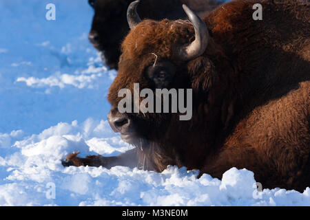 Wisente, Visent (Bison bonasus) Stockfoto