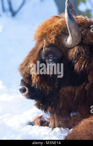 Wisente, Visent (Bison bonasus) Stockfoto