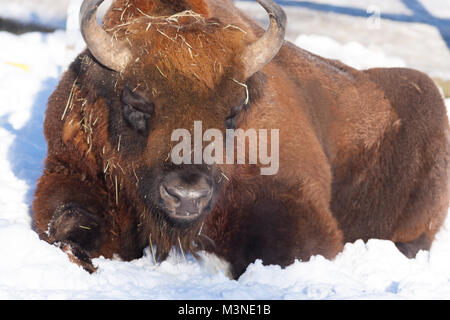 Wisente, Visent (Bison bonasus) Stockfoto