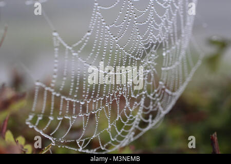 Spinnen Web im Morgentau glänzt wie kleine Perlen Stockfoto