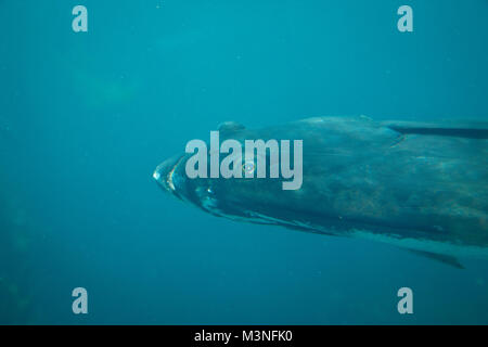 Atlantic Sea Park in Alesund, Norwegen Stockfoto