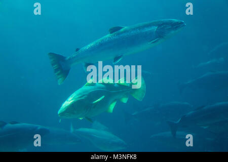 Atlantic Sea Park in Alesund, Norwegen Stockfoto