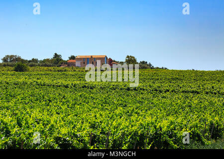 Lebendige wachsende grüne Weinberg an einem sonnigen Tag im Sommer vor einem klaren blauen Himmel. Ein Haus wird auf dem Hintergrund auf der Spitze des Hügels. Istrien, Cr Stockfoto