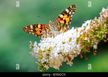 Vorderansicht in der Nähe von Silber - gewaschen fritillary (Ceriagrion tenellum) Schmetterling Fütterung Nektar und Bestäubung auf einem weißen Schmetterling Bush Buddleja davidii Stockfoto