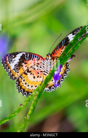 Red Florfliege (Cethosia bilbis) tropischer Schmetterling ruht in der Fütterung Nektar in Dschungel Wald Pflanzen und Blumen. Stockfoto