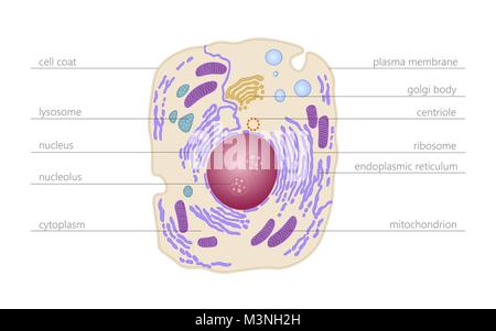 Tier die menschliche Zelle Struktur pädagogischen Wissenschaft. Mikroskop 3d-Kern eukaryotischen Organell Medizin Technologie Analyse. Leuchtende farbige Biologie poster Vorlage isolierte Leitung Vector Illustration Stock Vektor