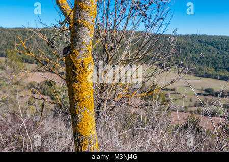 Gelbe Flechten auf einem Baumstamm, Castelltallat, Katalonien, Spanien Stockfoto