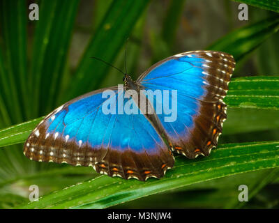 Morpho peleides Schmetterling, der Peleides blauer Morpho, Morpho [der Kaiser Stockfoto