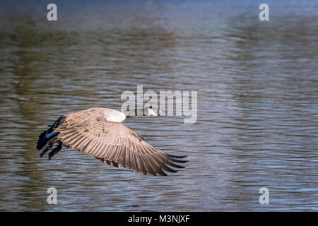 Fliegende Gänse branta Stockfoto