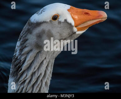 Gray-lag-Schwanenhals Stockfoto