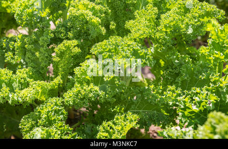 Das Feld gesät mit einem grünen Salat. Stockfoto