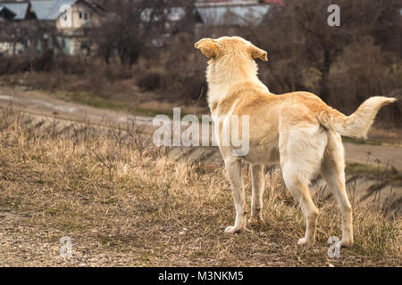 Eine junge gelbe Hund stehen und schauen Stockfoto