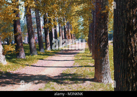 Allee der Pappeln mit Gelbfärbung Blätter im Spätsommer Stockfoto