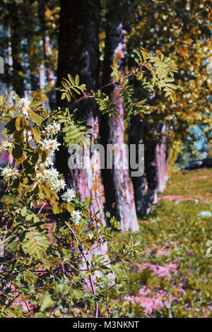 Allee der Pappeln mit Gelbfärbung Blätter im Spätsommer Stockfoto