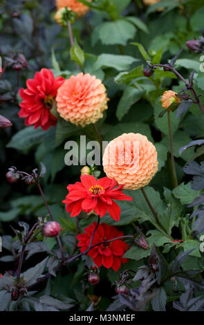 Farbenfrohe Dahlien in einer krautigen Grenze. Stockfoto