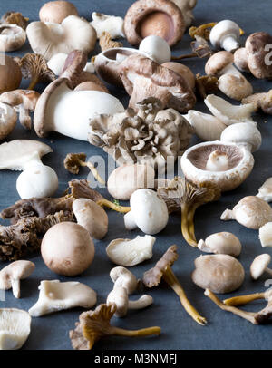 Auswahl von Wild- und Zuchtfisch ablesen Pilze auf einer Schiefertafel Hintergrund. Stockfoto