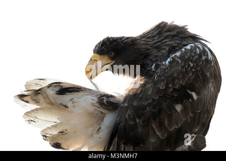 Der Steller Seeadler (Haliaeetus pelagicus) putzen Schwanz Stockfoto