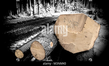 Forstwirtschaft und Waldnutzung im Retro-Stil. Close-up aus Baumstämmen neben einem Waldweg mit Winter Hintergrund in Schwarz und Weiß. Stockfoto