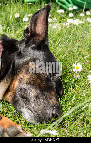 Alter Hund im Garten Schlafen auf grünem Gras Stockfoto