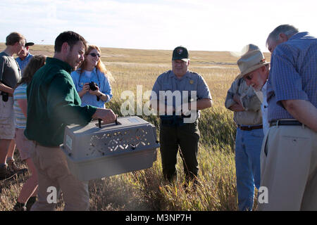 Schwarz-füßiges Frettchen Festival. Badlands National Park mit einer Gedenkstunde an die Wiederentdeckung der Schwarz-füßiges Frettchen in der Wildnis mit einem Frettchen Festival. Stockfoto