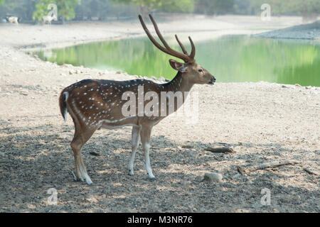 Rotwild alleine stehen in der Nähe des Teiches im Schatten unter dem Baum. Stockfoto
